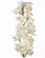 Орхидея Cymbidium Snowcastle дл.100 *4 1шт