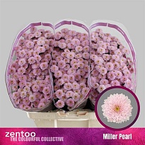 Хризантема сантини Miller Pearl 25шт