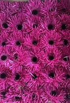 Гербера (Ц) spider Renegade 30шт