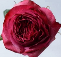 Роза Mircle Cherrycarpediem дл.50 25шт