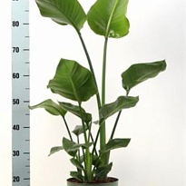 Стрелиция Николай d21 h130 1шт