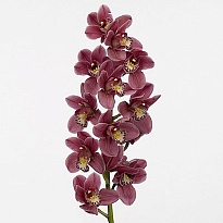 Орхидея Cymbidium Mini Pink Perfection дл.60 1шт