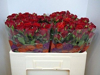 Роза кустовая Velvet Blossoms дл.50 10шт