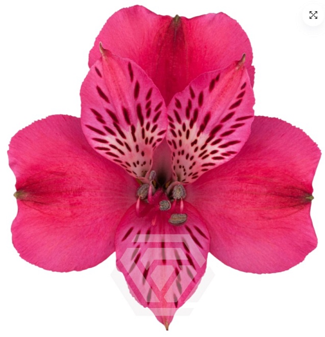 Альстромерия Tessa Alegria дл.60 10шт