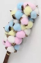 Хлопок сухоцвет, 10шт мультиколор