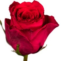 Роза Zeeflo Ace Cerise дл.50 10шт