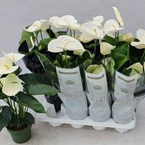 Антуриум Альпайн d17 h50 6шт