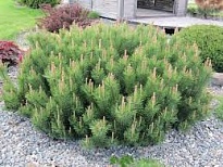 Сосна (Pinus) горная Мугус 3л h20-25 (П) 1шт