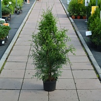 Туя (Thuja) западная Брабант 3л h60-80 1шт