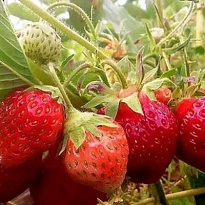 Земляника Верди (ОКС) 5шт/кор