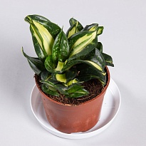 Сансевиерия Цунами d10 h25-30 12шт