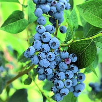 Голубика (Vaccinium) высокорослая Элизабет/Цв.Кор