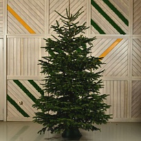 Пихта Nordmann Nature сруб h200-250 см (7+)