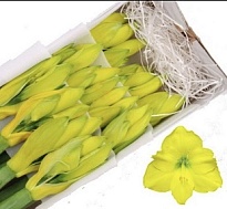 Гипеаструм крашеный 1шт