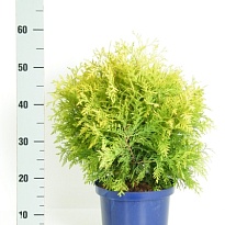 Туя (Thuja) западная Голден Глоб (KV) d23 h45-50 1шт