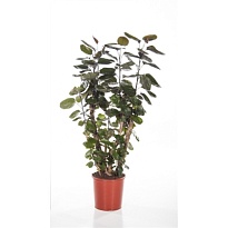 Полисциас Фабиан Вертак d17 h60 6шт