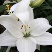 Лилия La Asti 4/5+ 10шт