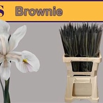 Ирис Paint Brownie 50 шт