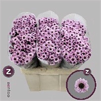 Хризантема сантини Yin Yang Pink 25шт (A)