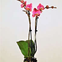 Орхидея Фален. Хани 2ст d12 h60 6шт