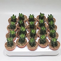 Хавортия Рейнвардта d9 h15 18шт