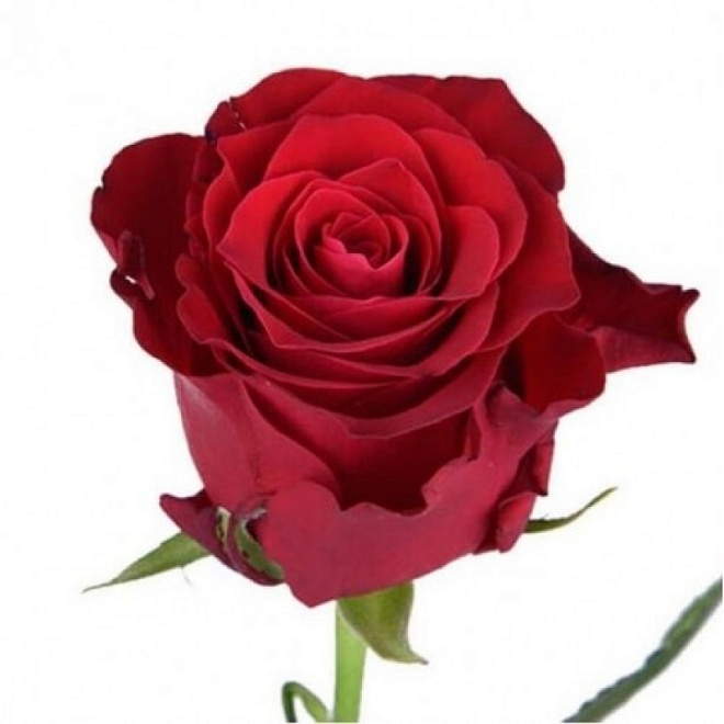 Роза Everflora Ever Red дл.40 10шт
