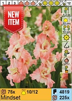 Гладиолус Майндсет гофр.12/14 в сетке 5шт*