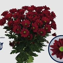 Хризантема кустовая Ruby Star 5 шт.