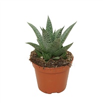 Гастерия Грей Мун d5 h10 20шт