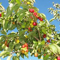 Кизил обыкновенный/Цв.Кор 1шт