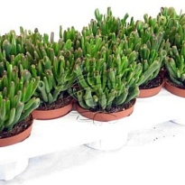 Крассула Хоббит d8 h15 12шт