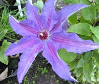Клематис (Clematis) Дети Варшавы 2л 1шт