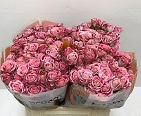 Роза кустовая Flinders Lane дл.40 10шт