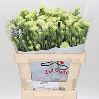 Гвоздика кустовая Skadi 10шт