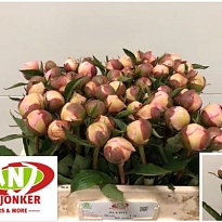 Пион Alertie 5шт