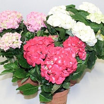 Гортензия микс d14 h40 4шт
