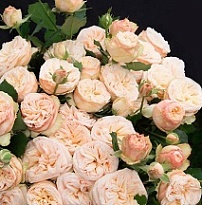 Роза кустовая Gentle Trendsetter дл.60 10шт