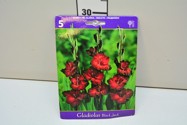 Гладиолус Блэк Джек 10/12 5шт*