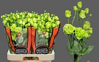 Эустома Rosanne Bright Green 10шт