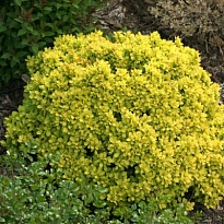 Барбарис (Berberis) тунб. Аурея d9 10шт