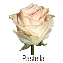 Роза Ponte Tresa S.a. Pastella дл.60 25шт