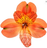 Альстромерия Tessa Orange Party дл.60 10шт