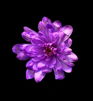 Краска для срезанных цветов №1 1л темно-фиолетовый