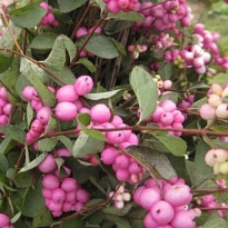 Снежноягодник (Symphoricarpos) доренбоза Мэджик Берри d9 h50 18шт