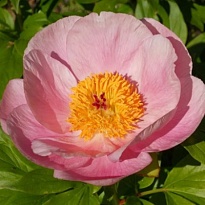 Пион Roselette 5шт