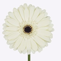 Гербера (Ц) аква Snow King 10шт