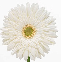 Гербера (Ц) аква Balance 10шт