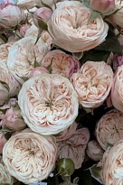 Роза Роял Блаш кустовая (МЦ) дл.60 10шт/уп