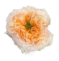 Роза Tessa Melon Xpression дл.60 25шт