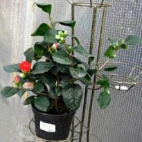 Камелия d12 h25 10шт